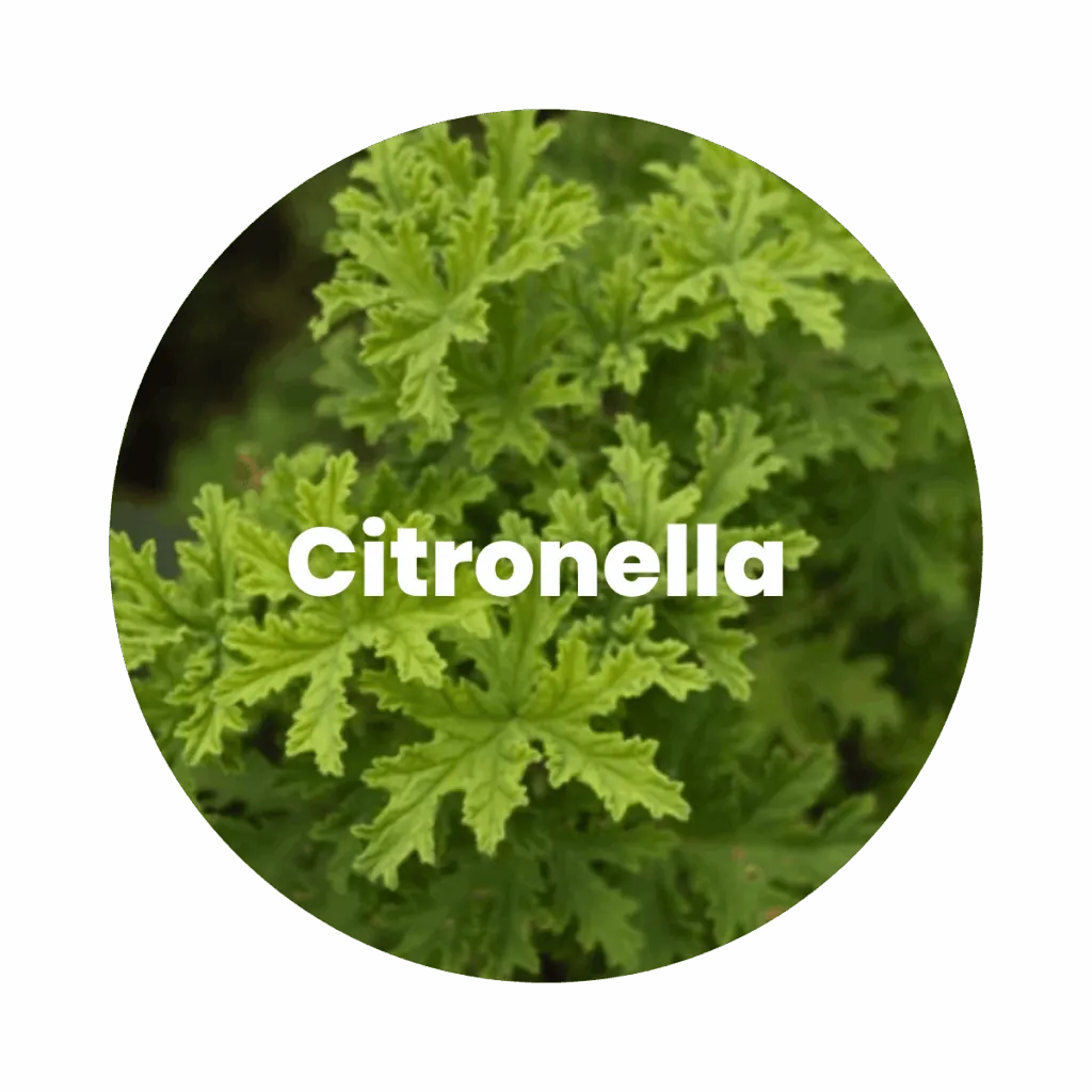 Citronella Essential Oil