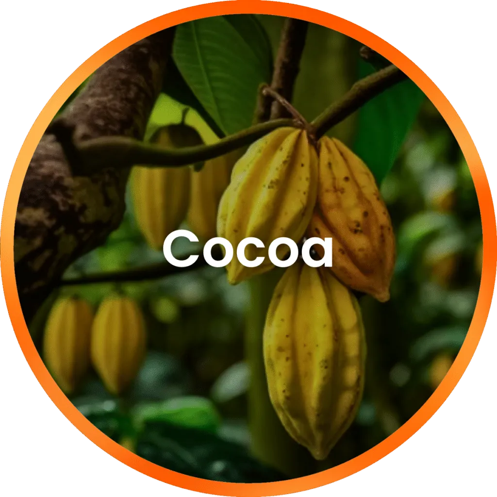 Cocoa Oleoresin