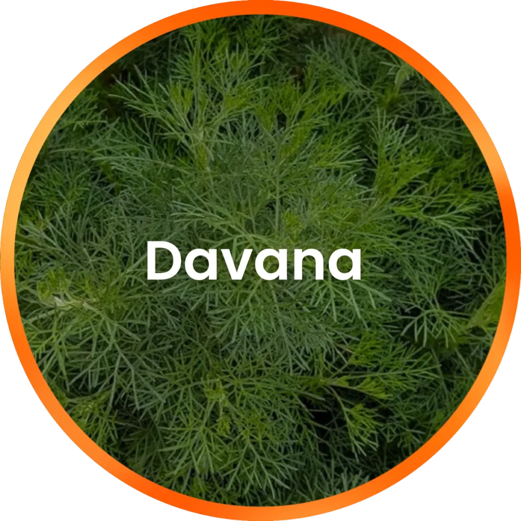 Davana Essential Oil