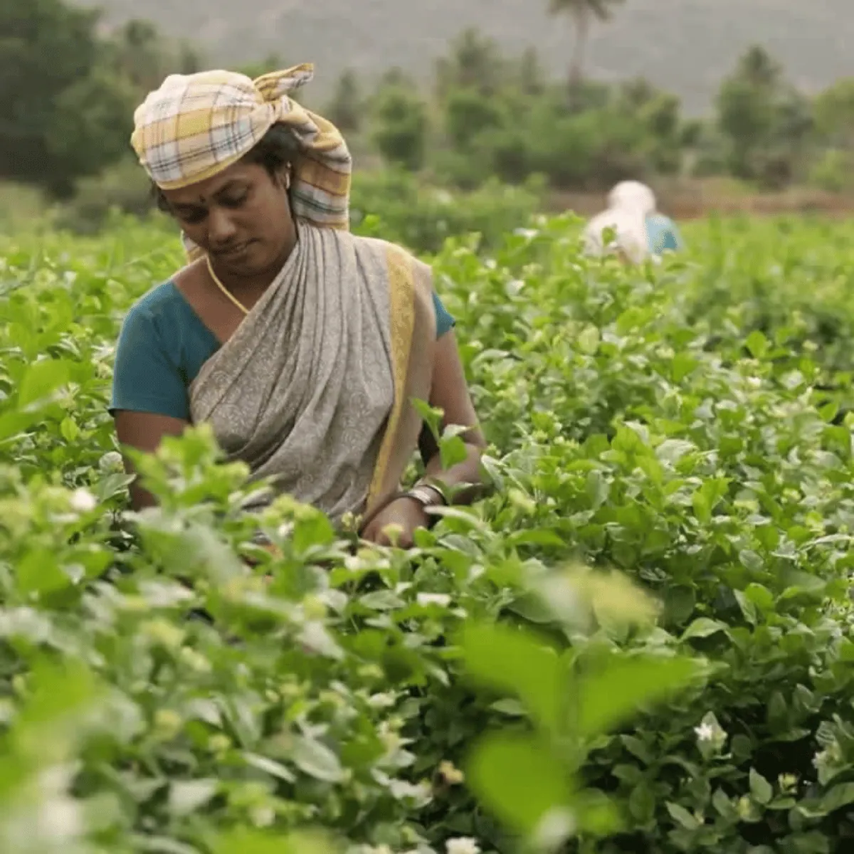 Ethical Sourcing