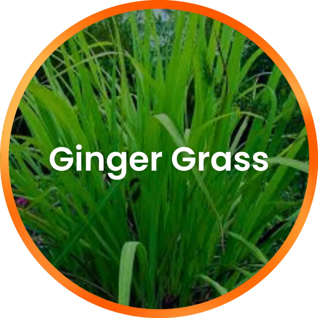 Gingergrass Essential Oil