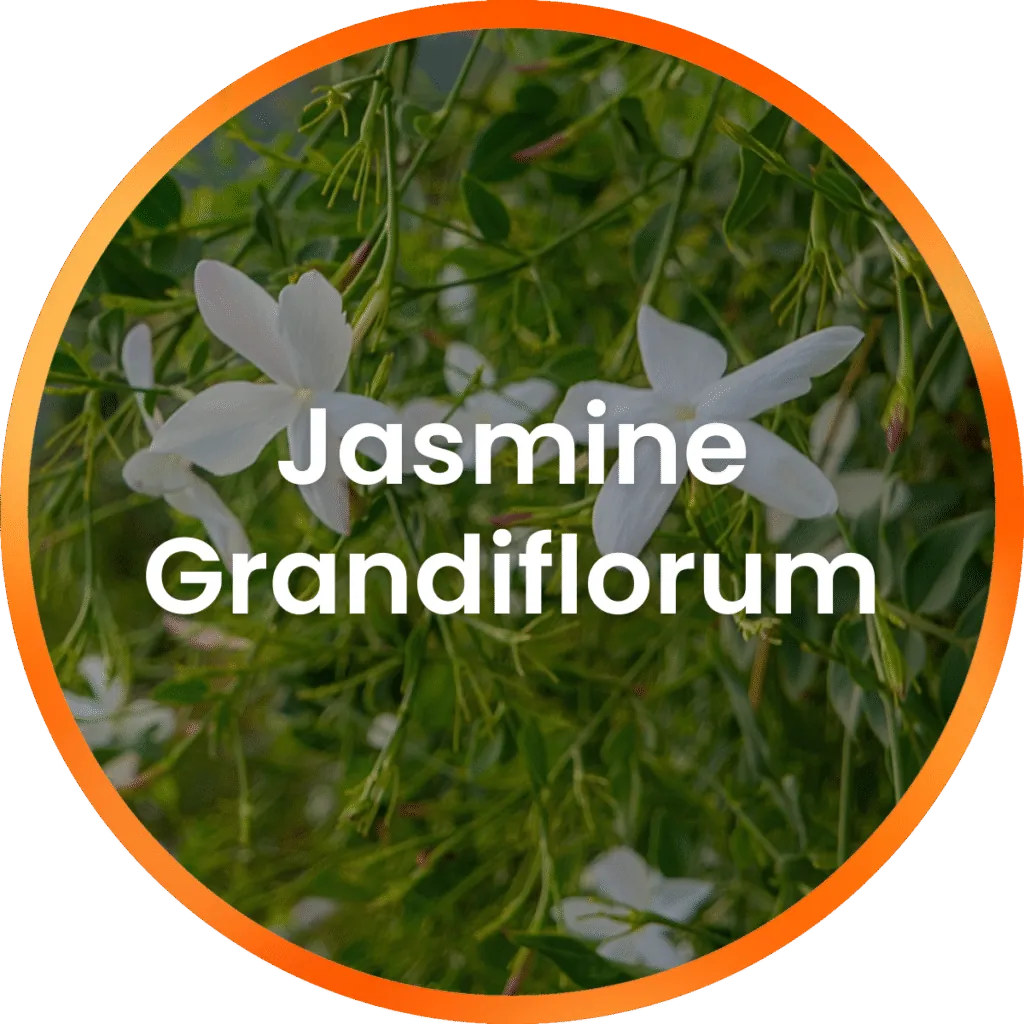 Jasmine Grandiflorum Concrete