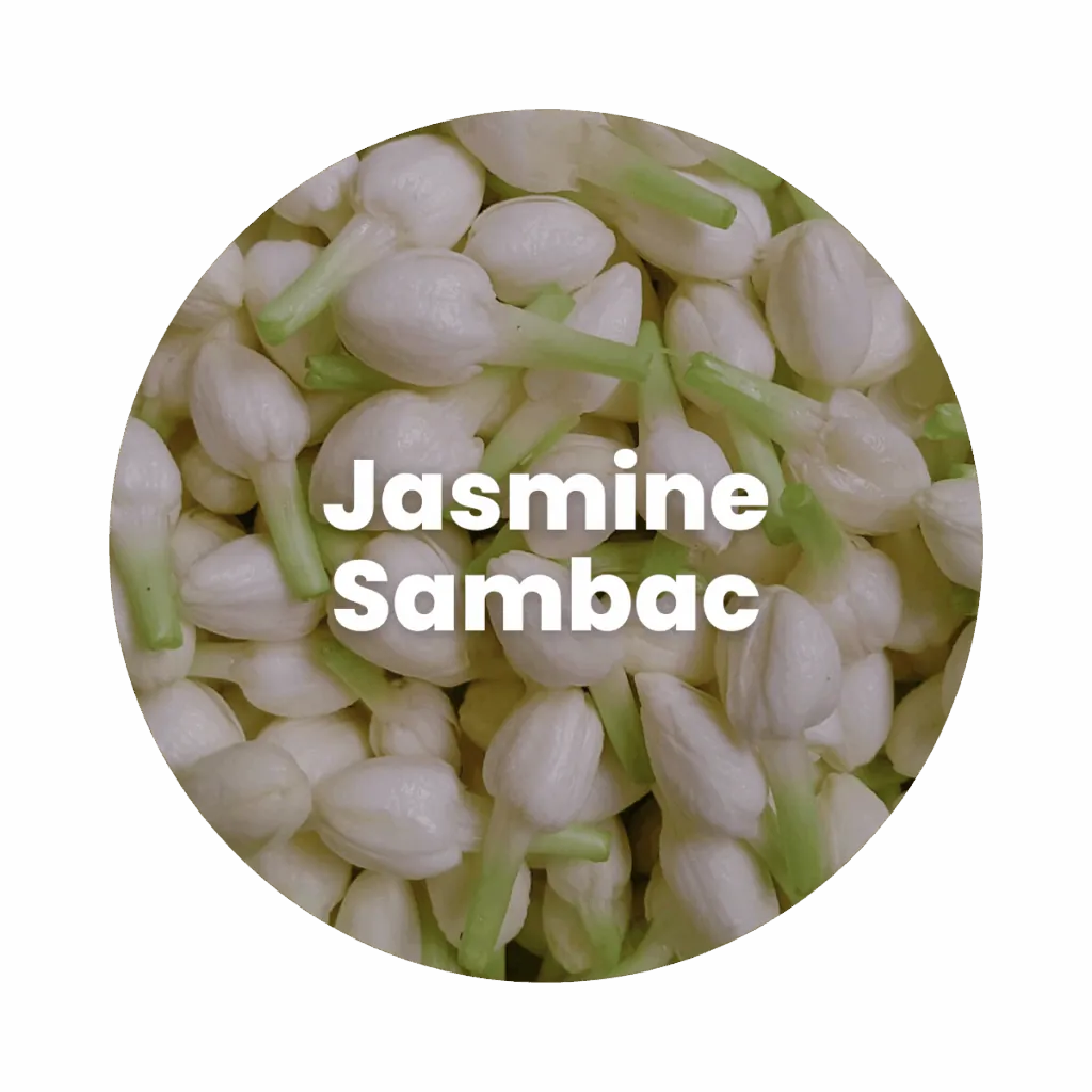 Jasmine Sambac Concrete