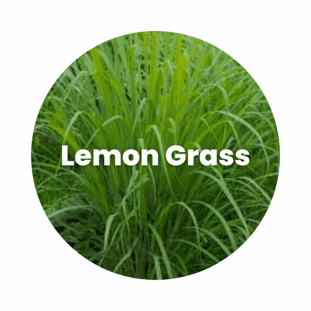 Lemongrass Essential Oil