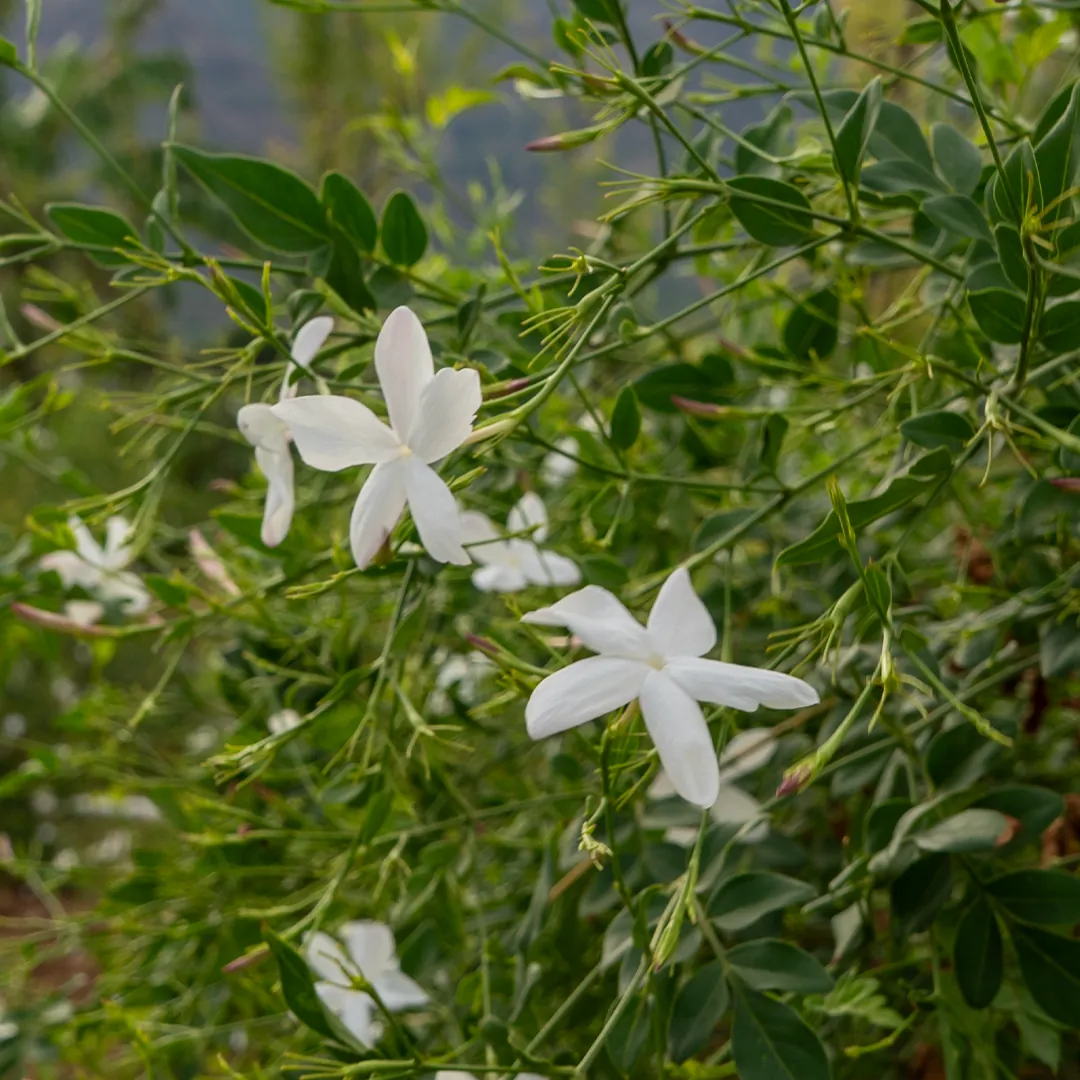 Jasmine Grandiflorum