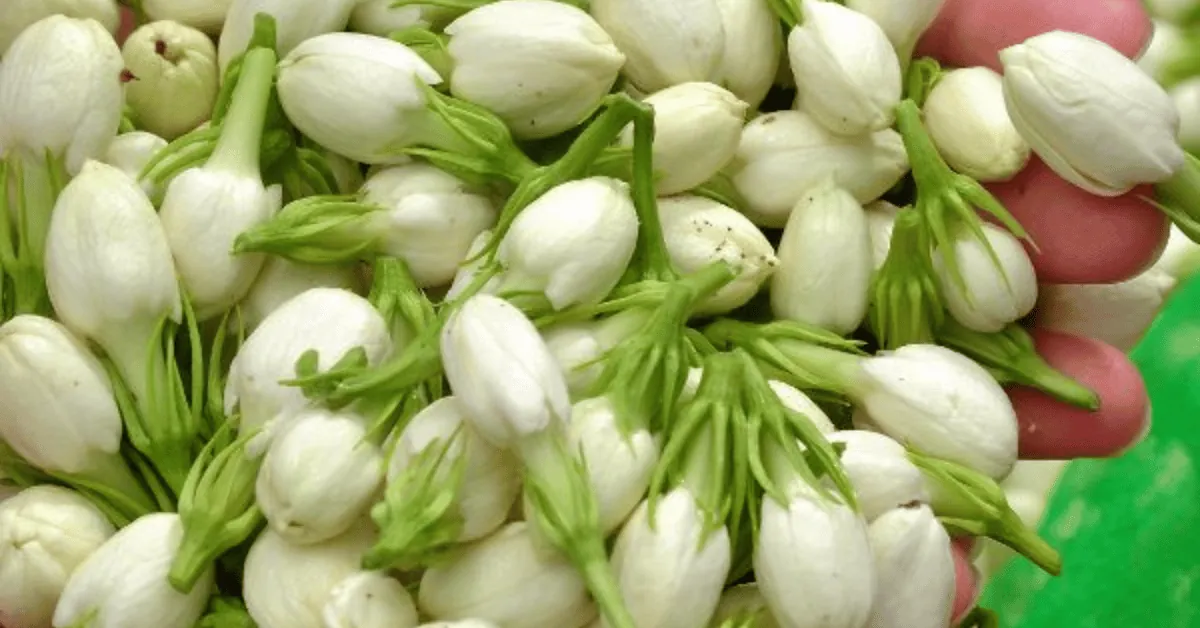 The Five Petals of Jasmine