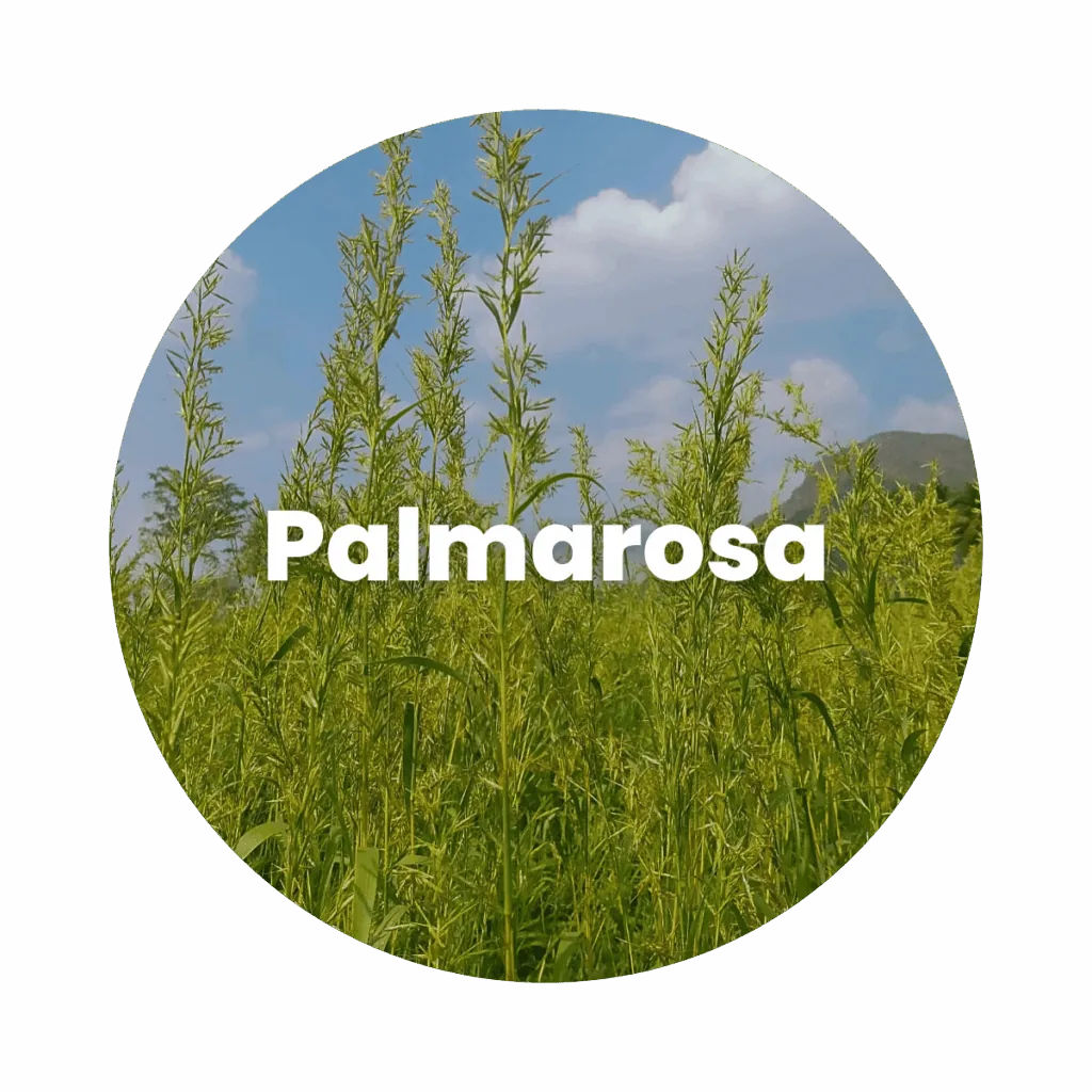 Palmarosa Essential Oil
