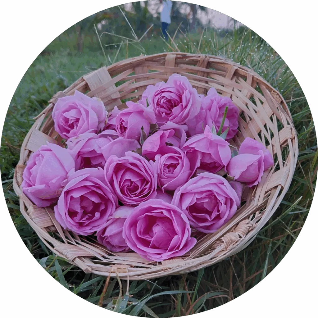 Rose Centifolia Absolute