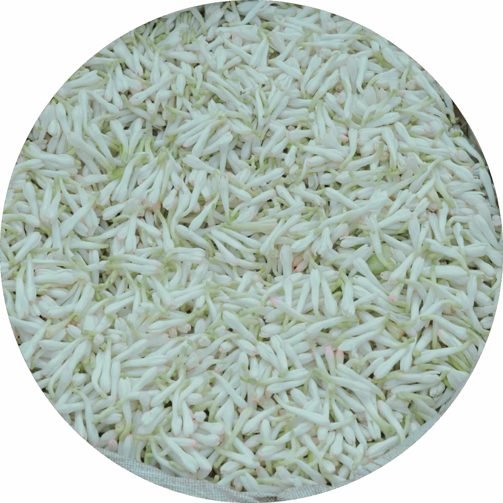 Tuberose Absolute