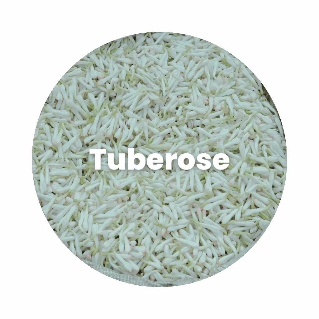 Tuberose Concrete