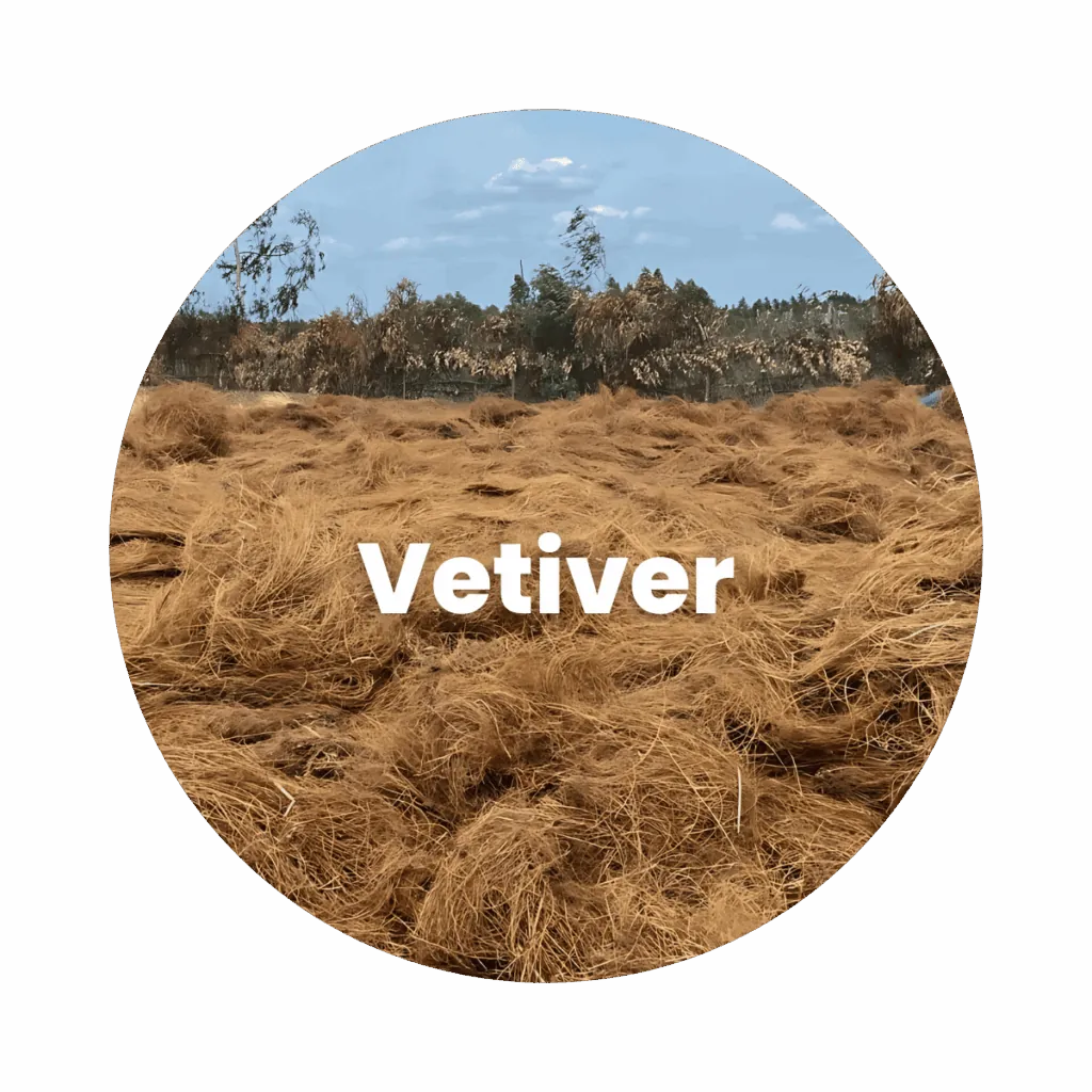 Vetiver Essential Oil